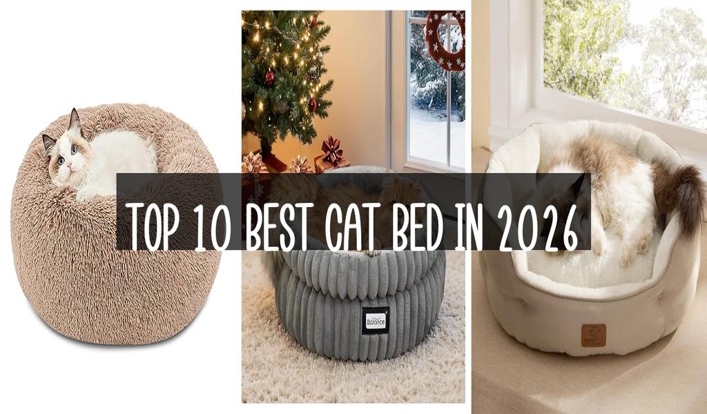 Top 10 Best Cat Bed in 2026